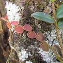Sivun Marcgravia polyantha Delp. kuva