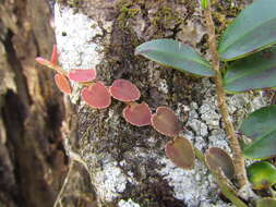 Image of Marcgravia polyantha Delp.