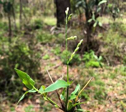 Plancia ëd Brachiaria foliosa (R. Br.) Hughes