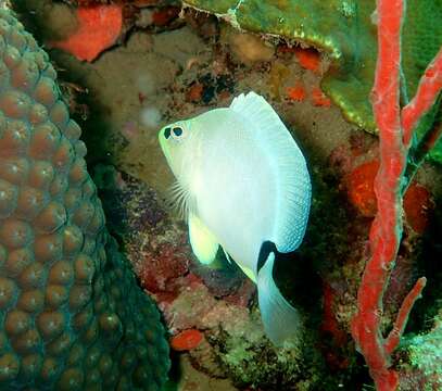 Sivun Hypoplectrus unicolor (Walbaum 1792) kuva