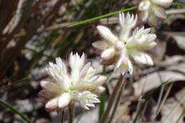 Image of Conostylis setosa Lindl.