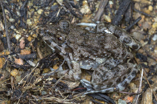 Image of Asian Grass Frog