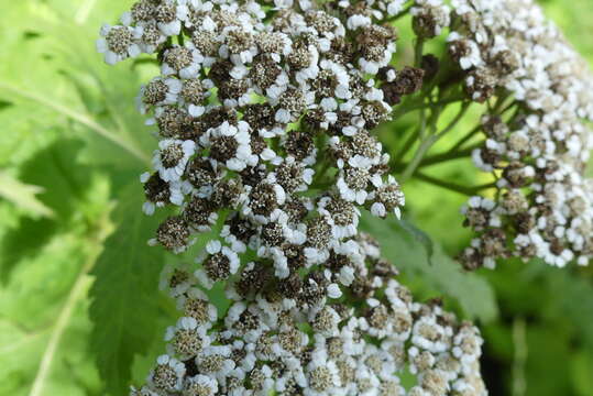 Image of Tanacetum macrophyllum (Waldst. & Kit.) Sch. Bip.