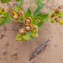 Image de Goodenia connata