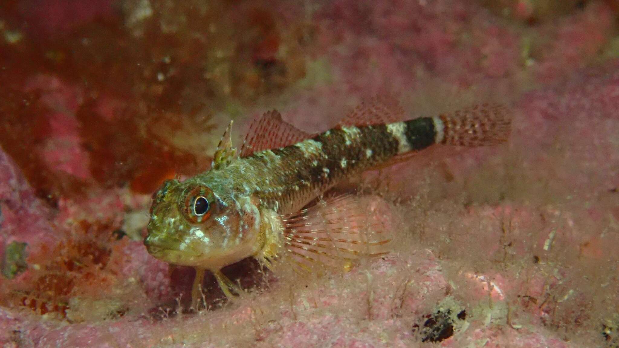 Image of Cunningham&#39;s triplefin