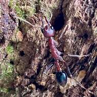 Image of Myrmecia regularis Crawley 1925