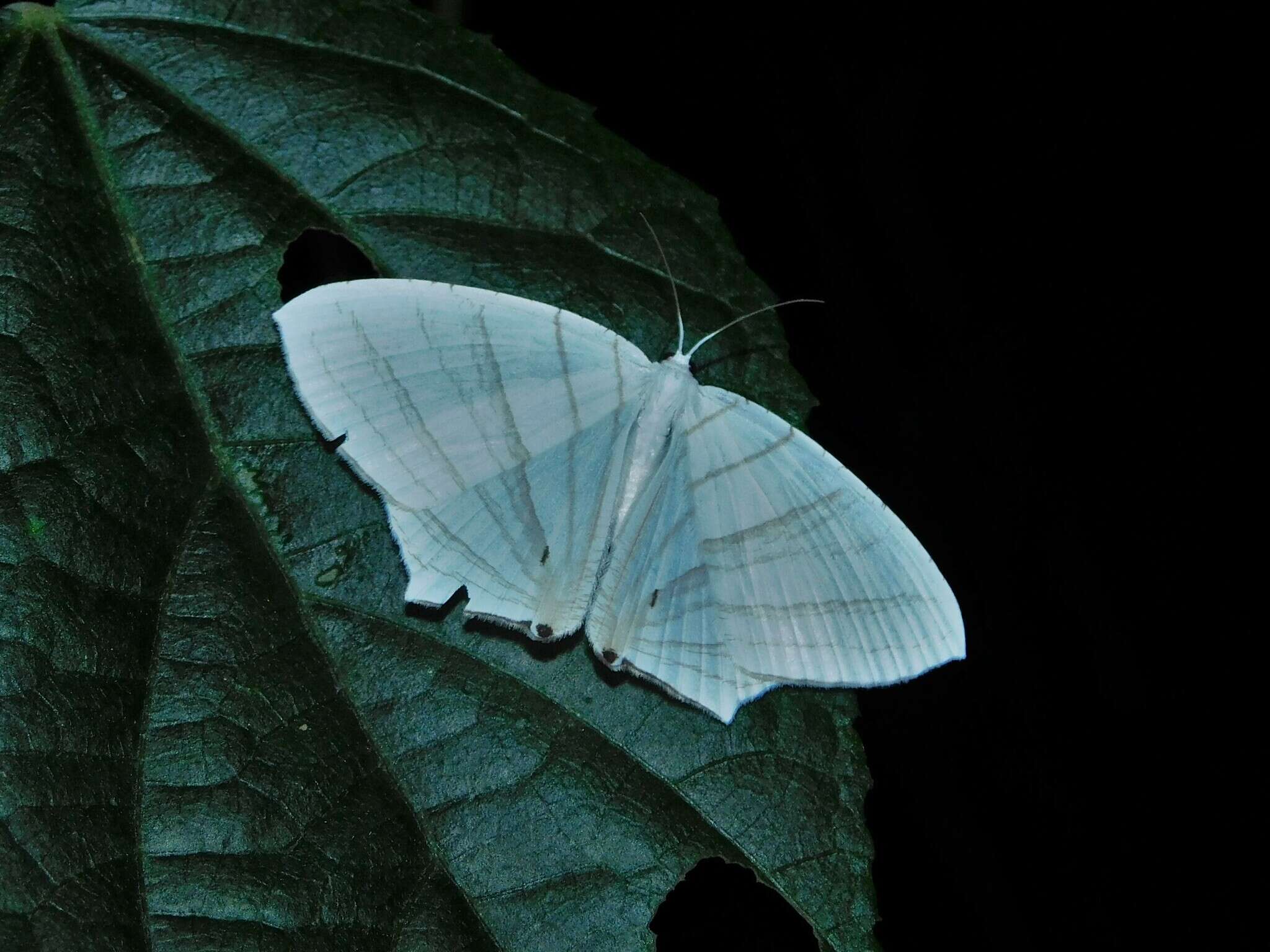 Image of Dissoprumna erycinaria Guenée 1857