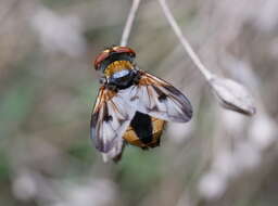 Imagem de Ectophasia crassipennis (Fabricius 1794)