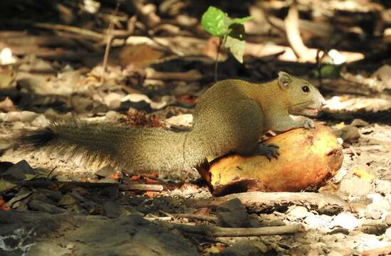 Image of Gray-bellied Squirrel