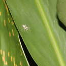 Image of Jumping spider