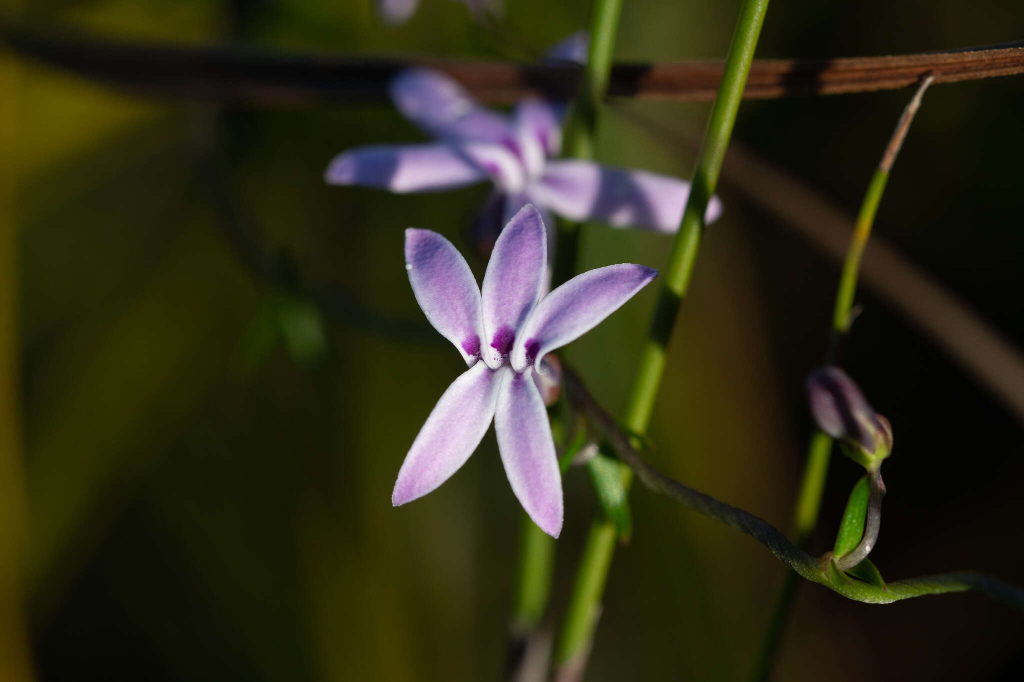 Imagem de Cyphia volubilis var. volubilis