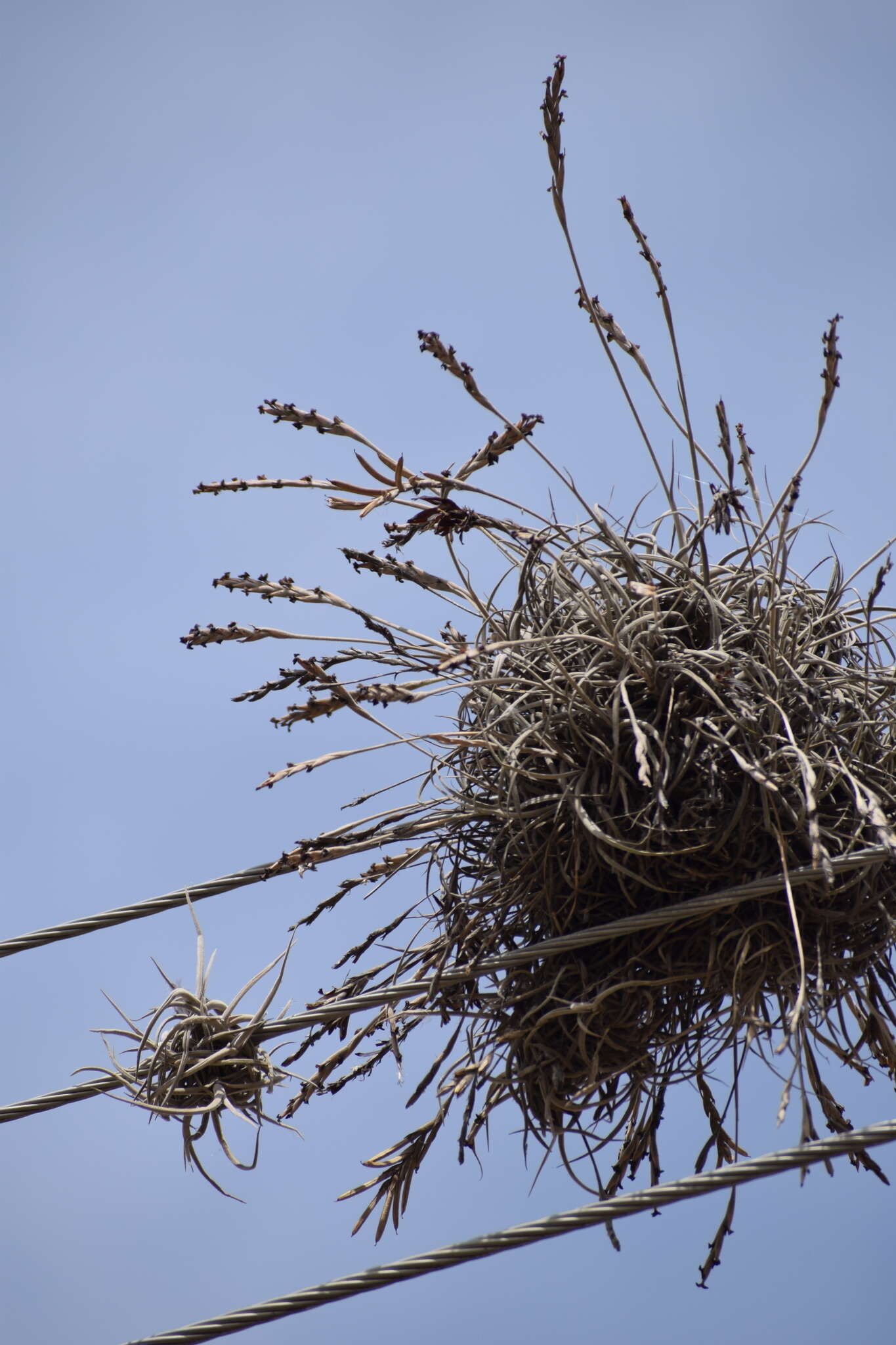 Imagem de Tillandsia caliginosa W. Till