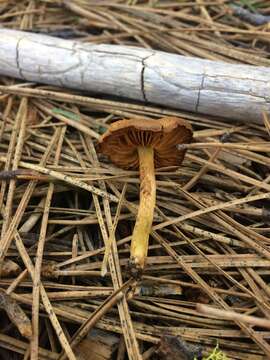 Image of Cortinarius thiersii Ammirati & A. H. Sm. 1977