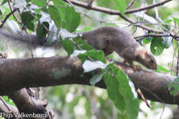 Image of Red-legged Sun Squirrel