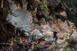 Image de Polypore sanguinolent