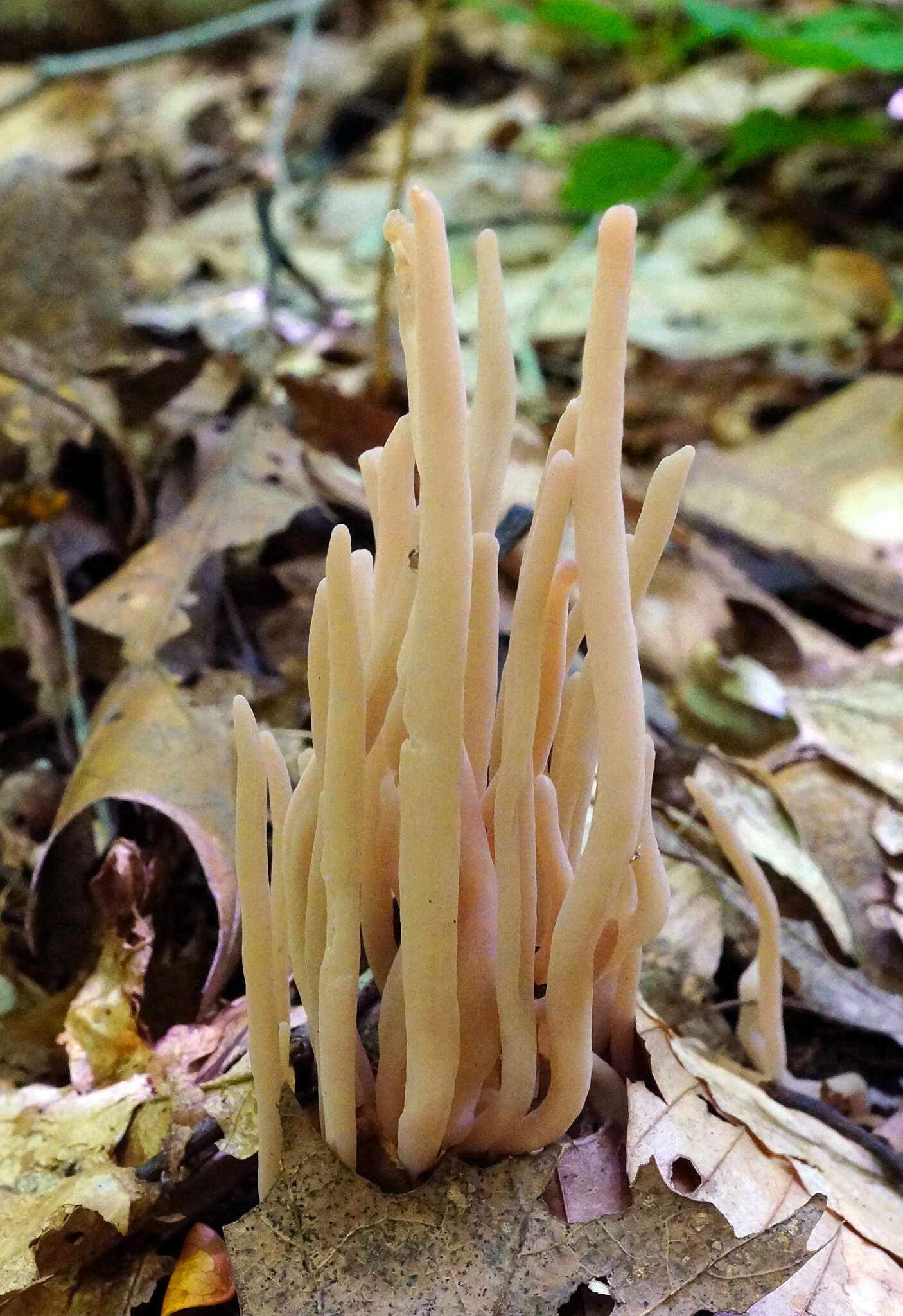 Image of Clavaria fumosa Pers. 1796