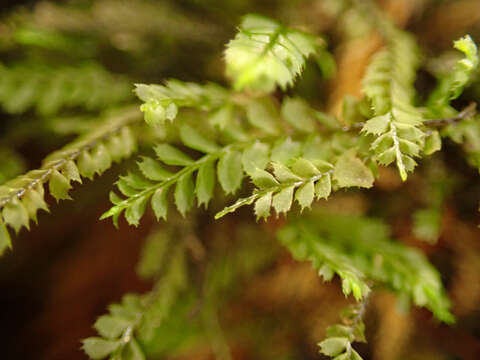 Image of Plagiochila gracilis Lindenb. & Gottsche