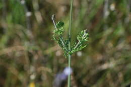 Image of Lavandula multifida L.