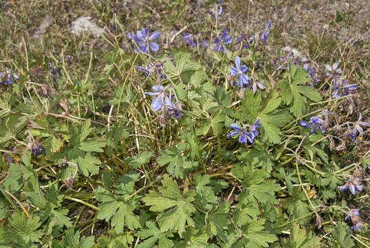 Image of Geranium saxatile Kar. & Kir.