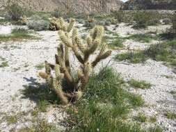 Image of Gander's buckhorn cholla