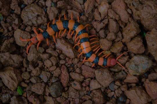 Image of Scolopendra hardwickei Newport 1844