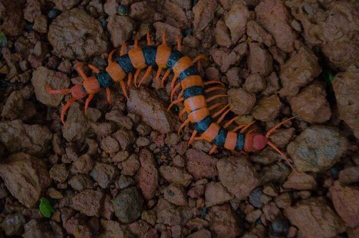 Imagem de Scolopendra hardwickei Newport 1844