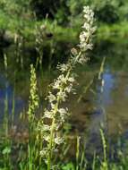 Image of Klamath rushlily