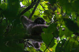 Image of northern Müller's Bornean gibbon