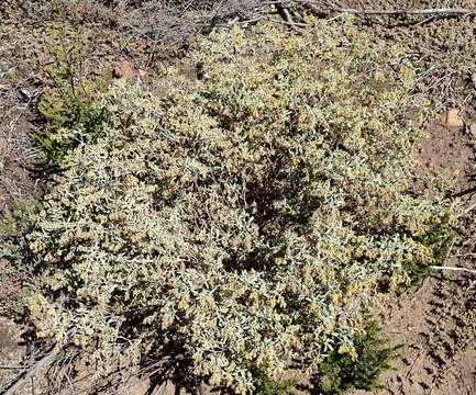 Image de Hermannia holosericea Jacq.