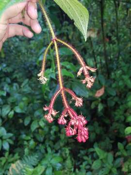 Image of Miconia melanotricha (Triana) Gleason