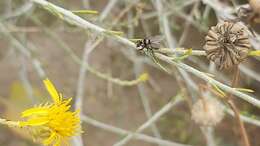 Imagem de Limnophora obsignata (Rondani 1866)