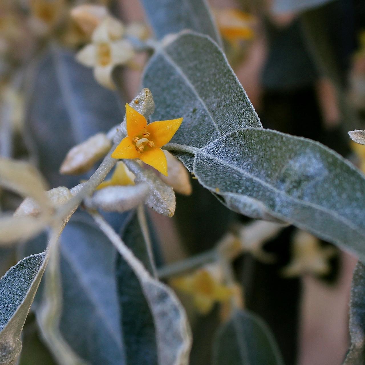 Elaeagnus angustifolia (rights holder: Mauricio Mercadante)