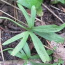 صورة Ranunculus pedatus Waldst. & Kit.