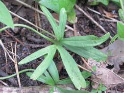 صورة Ranunculus pedatus Waldst. & Kit.