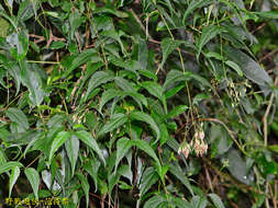 Image of Eupatorium tashiroi Hayata