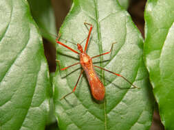 Image of Ricolla quadrispinosa (Linnaeus 1767)