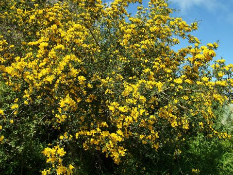 Image of Spiny Broom