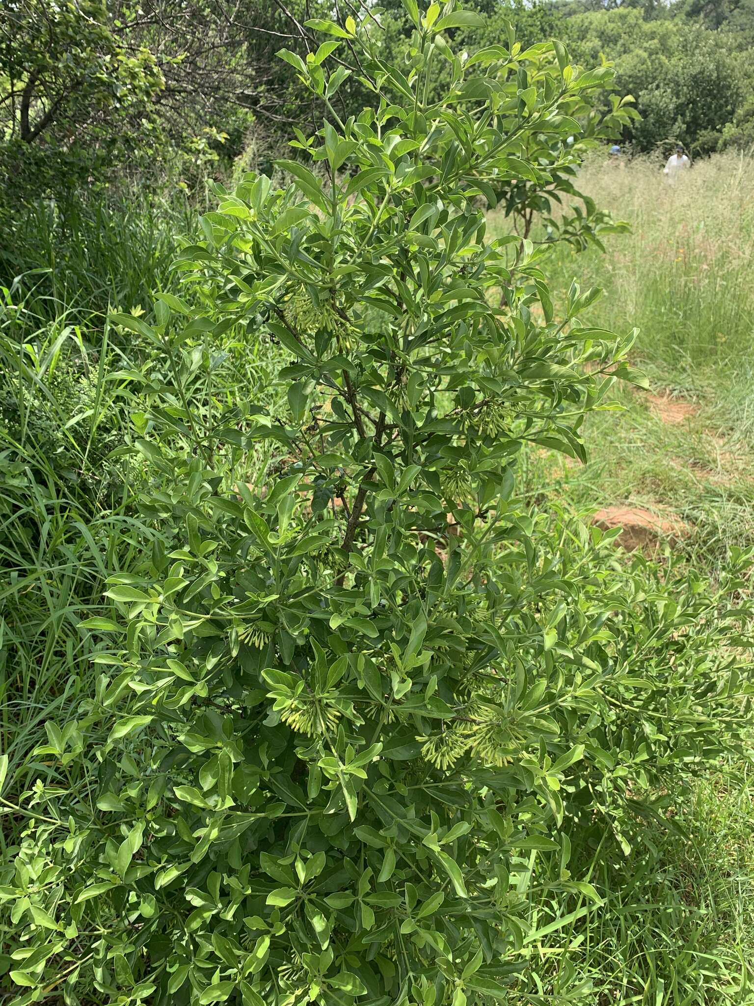 صورة Pavetta gardeniifolia var. subtomentosa K. Schum.