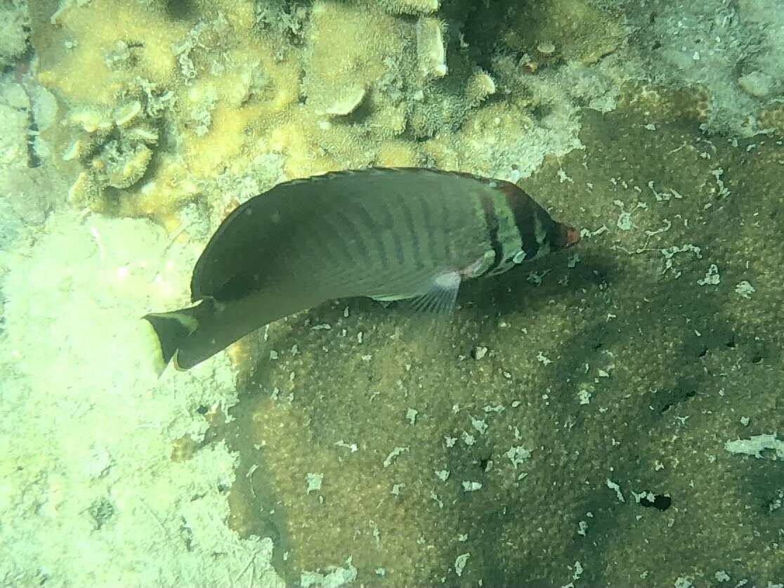 Image of Herringbone Butterflyfish