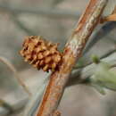 Image of Rhopalomyia utahensis Felt 1916