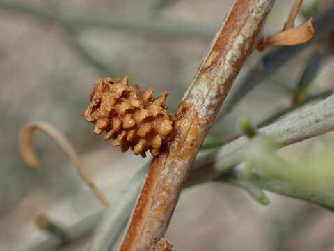 Rhopalomyia utahensis Felt 1916的圖片