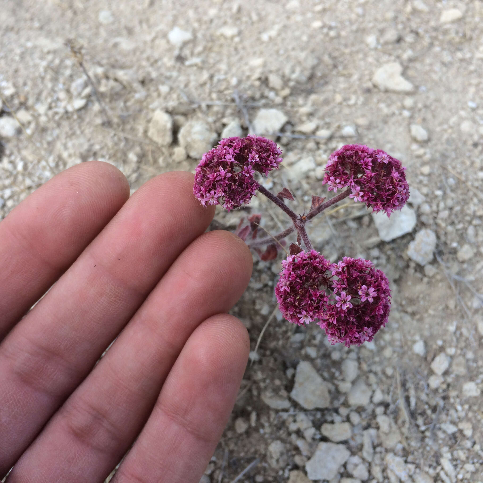 Image of Scotts Valley spineflower