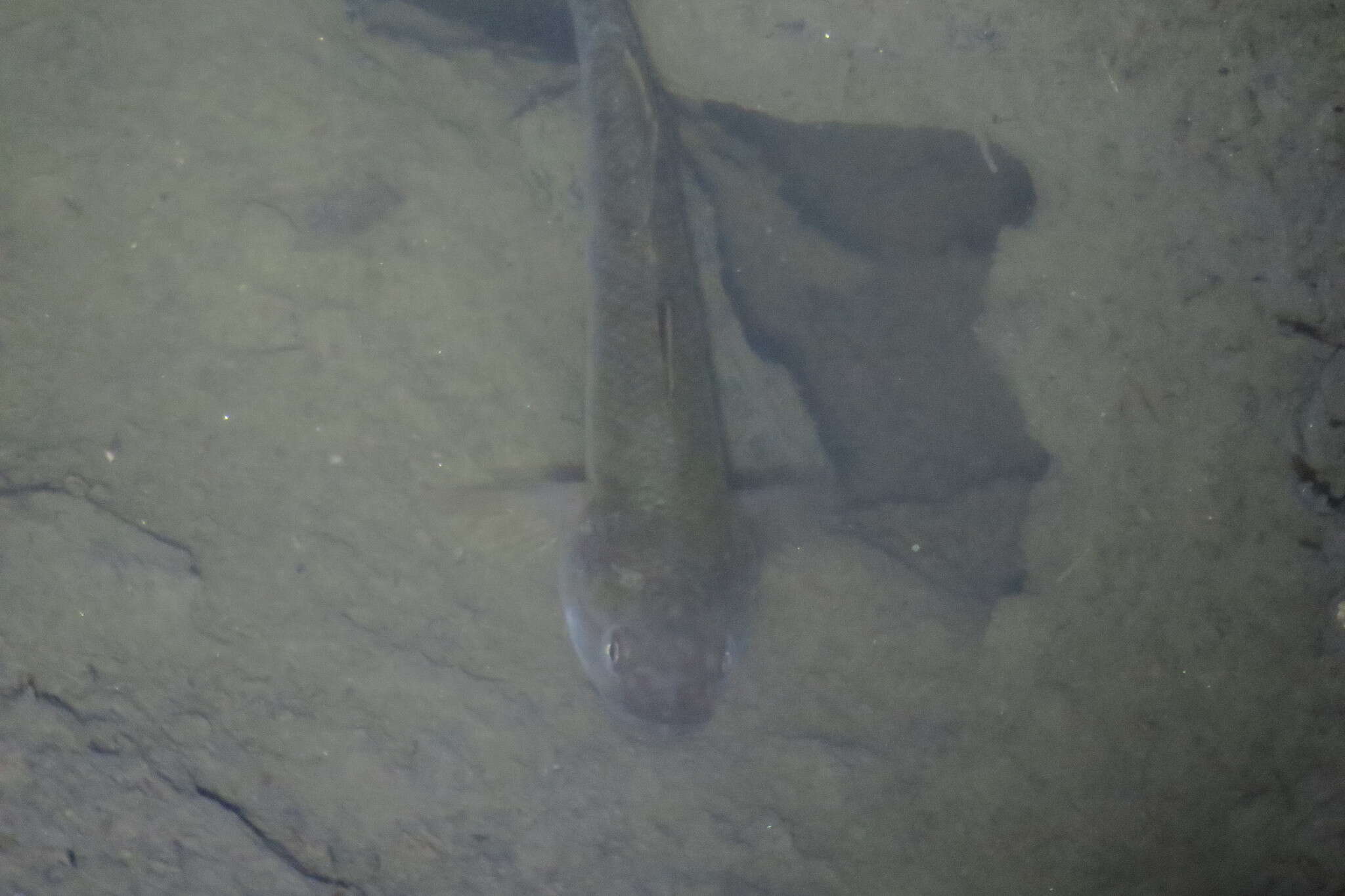 Imagem de Mugilogobius platystomus (Günther 1872)