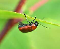 Cryptocephalus coryli (Linnaeus 1758) resmi