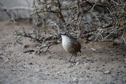 صورة Scelorchilus Oberholser 1923