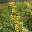 Image of Senecio westermanii Dusen