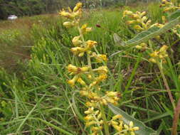 Image of Senecio westermanii Dusen