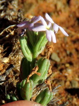 Imagem de Manulea fragrans Schltr.