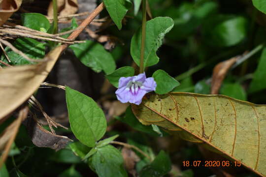 Sivun Ruellia repens L. kuva