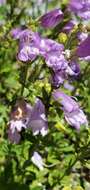 Image of Menzies' penstemon